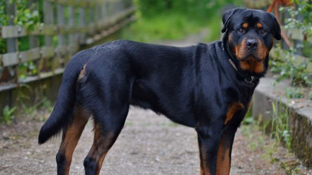 Rottweiler