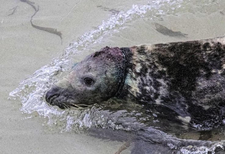 El animal creció con el objeto en su cuerpo y con el correr del tiempo lo apretaba más - Foto British Divers Marine Life Rescue