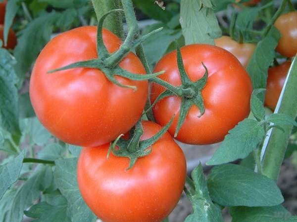 Estos son los alimentos que ayudan a combatir el estreñimiento.