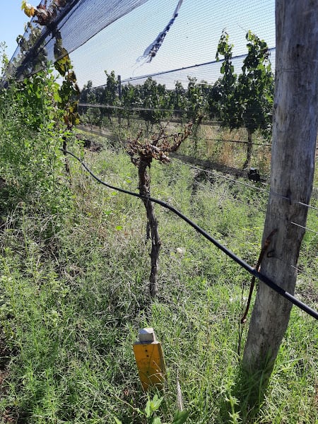 Una planta de vid luego de ser atacada por hormigas / Gentileza INTA