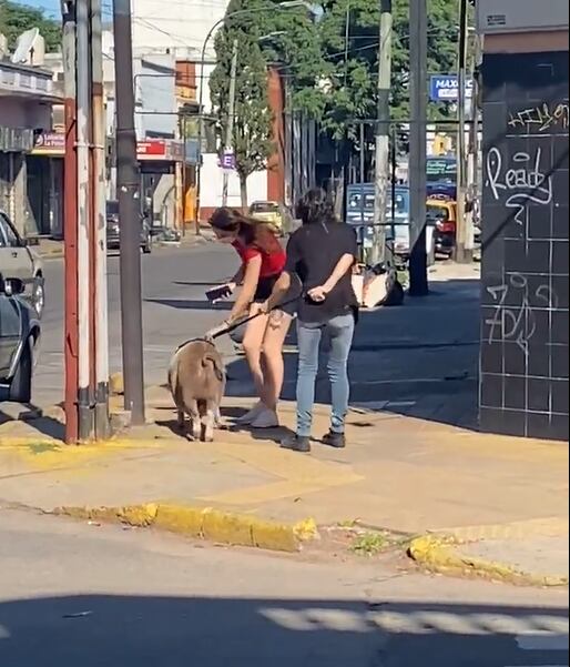 Lanús: Sacó a pasear su chancho por la calle como si fuera una mascota. Foto: Twitter @AgosBGimenez