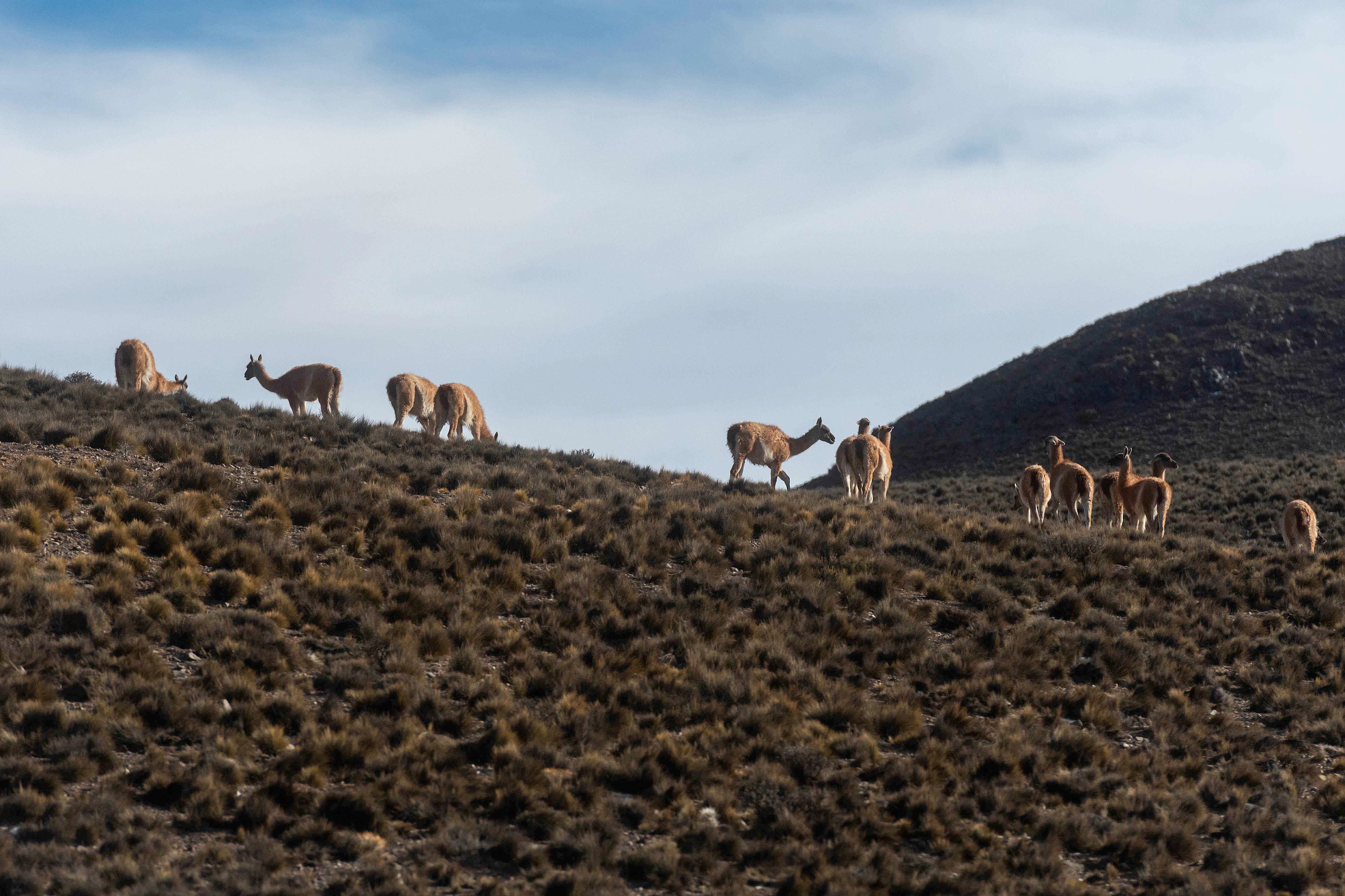 Mendoza 10 de junio de 2020 Sociedad, Reserva Natural Villavicencio
El cuerpo de Guardaparques de la Reserva Natural Villavicencio realiza un atrabajo de conservacion y prevencion de la caceria ilegal. Gracias a este trabajo se comenzo a recuperar la poblacion de las destintas especies que habitan la montana mendocina.    
Guanacos 
Foto: Ignacio Blanco / Los Andes
guanaco montana