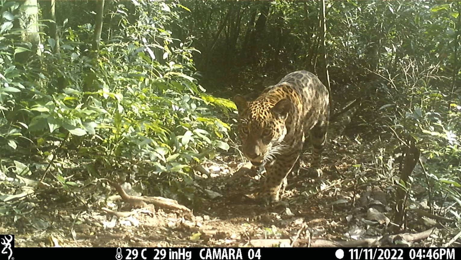 Creció la población de un felino en peligro en el país: el único que vivió en Mendoza y la multimillonaria multa por su caza. Foto: Gentileza Fundación Vida Silvestre Argentina