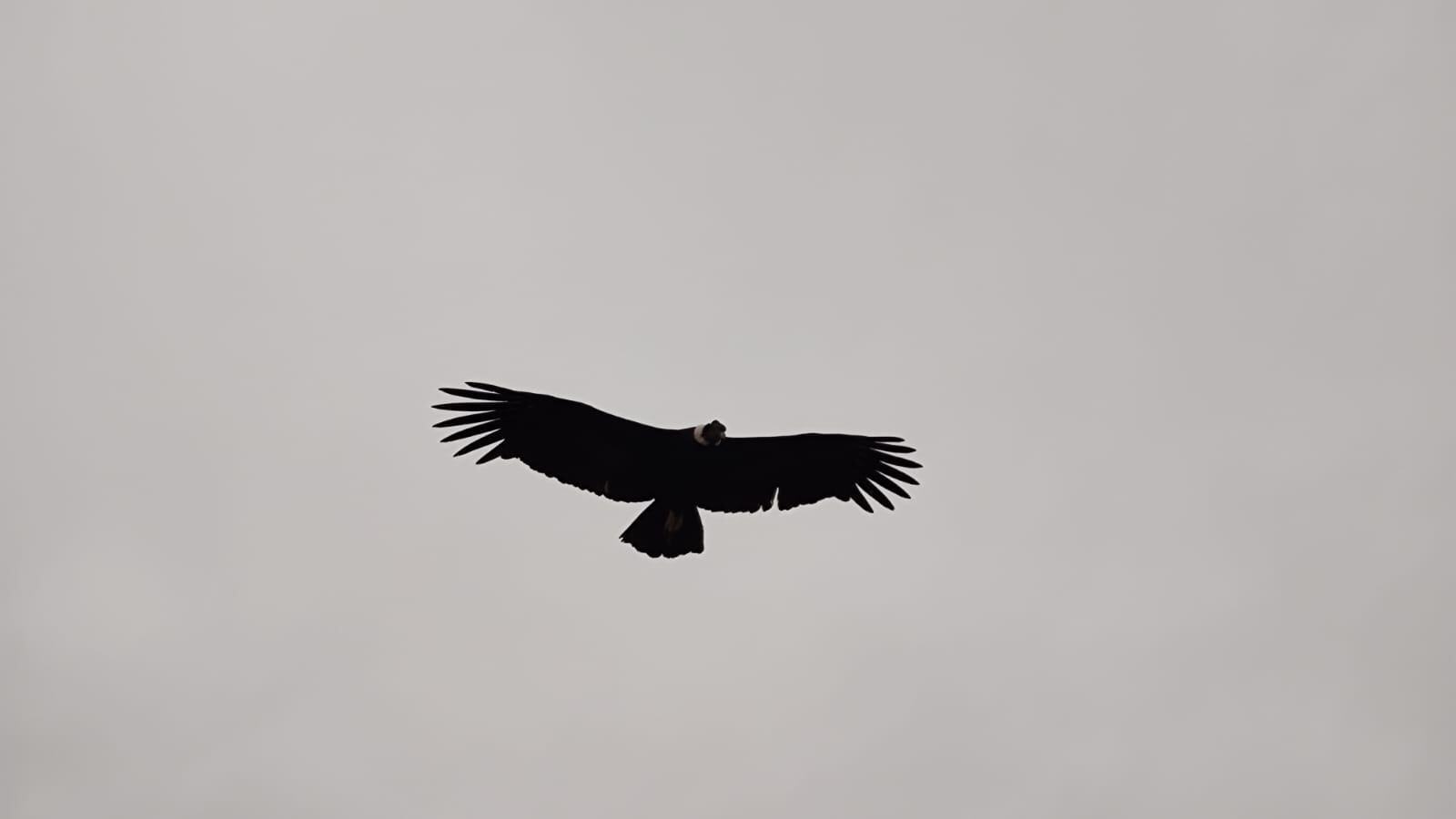 Amo y señor de los cielos: así se hace el censo de cóndores en Mendoza, clave para su conservación. Foto: Gentileza Eduardo Furlán - SOS Acción Salvaje