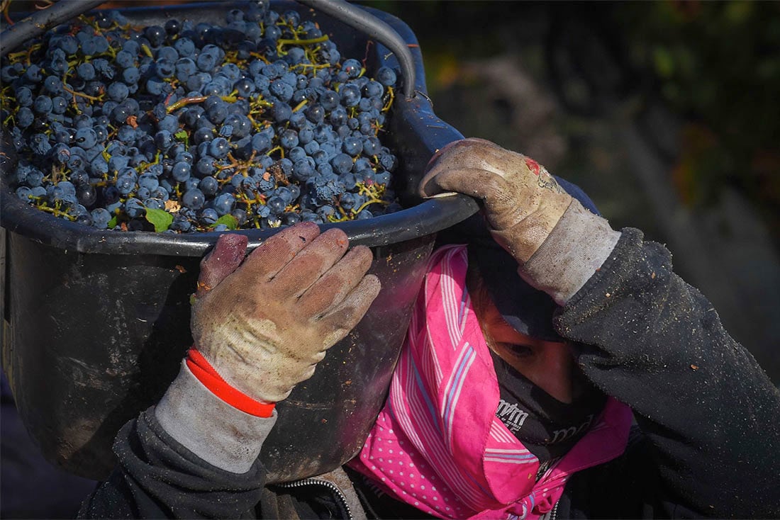 Cosecha de Malbec en Finca Argento en Alto Agrelo  