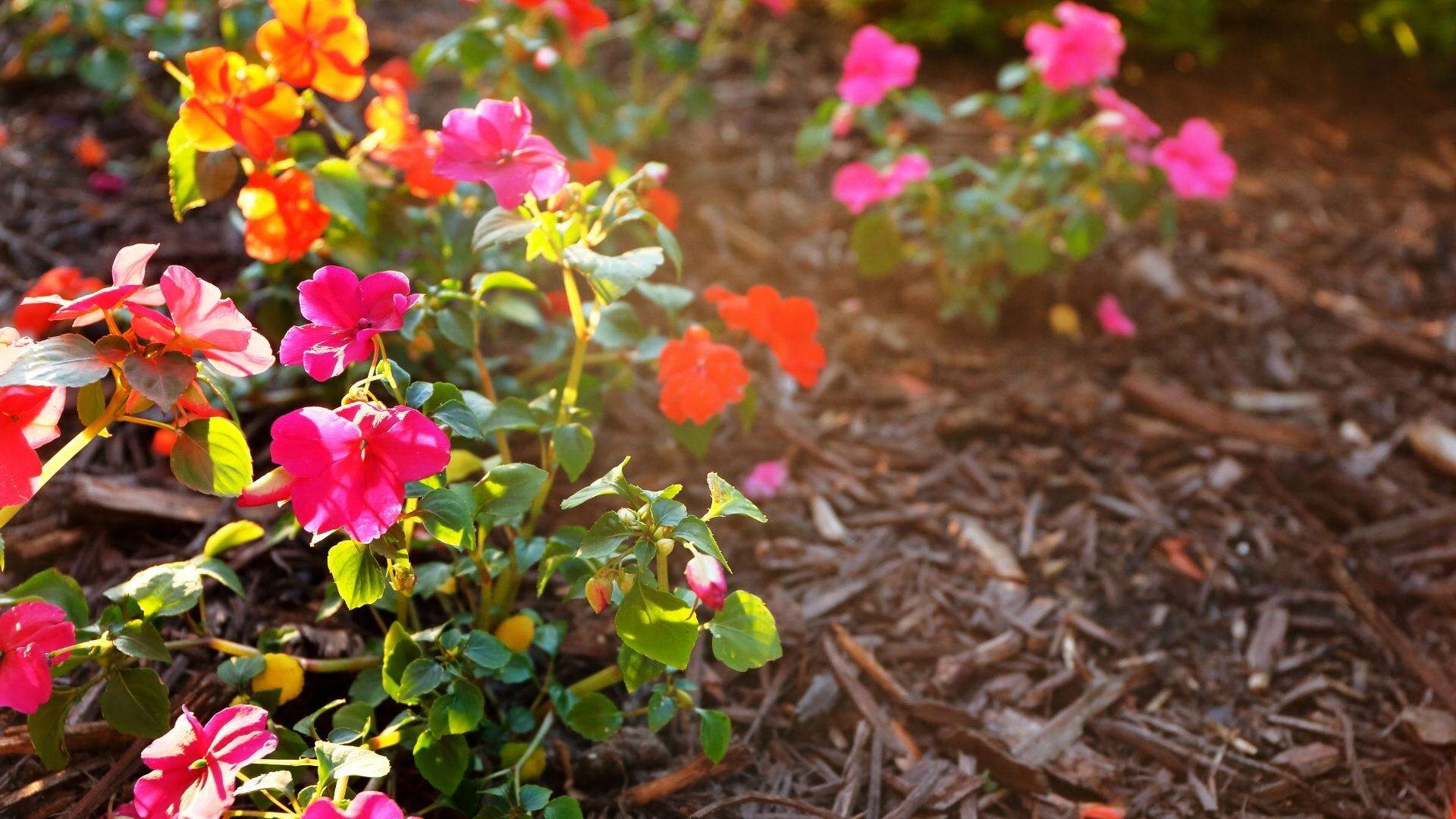 Jardinería