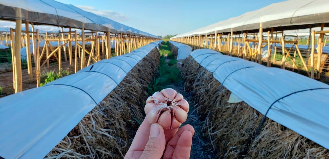 Septiembre es un momento clave para no descuidar las plantaciones de ajo y obtener un rendimiento óptimo con perfil exportador