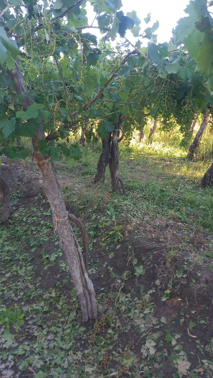 Vides dañadas por la piedra - Gentileza