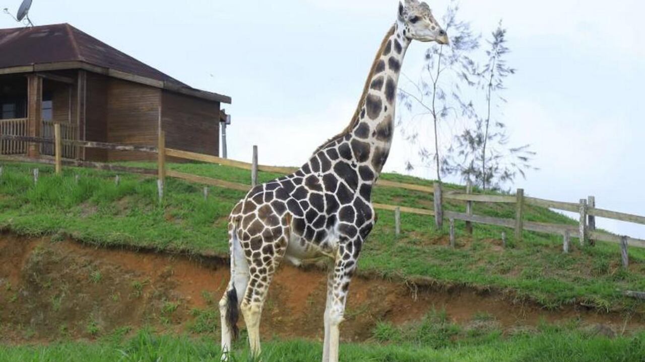 Esta jirafa había sido donada por un circo guatemalteco a los líderes de la banda "Los Cachiros". Gentileza: El Heraldo.