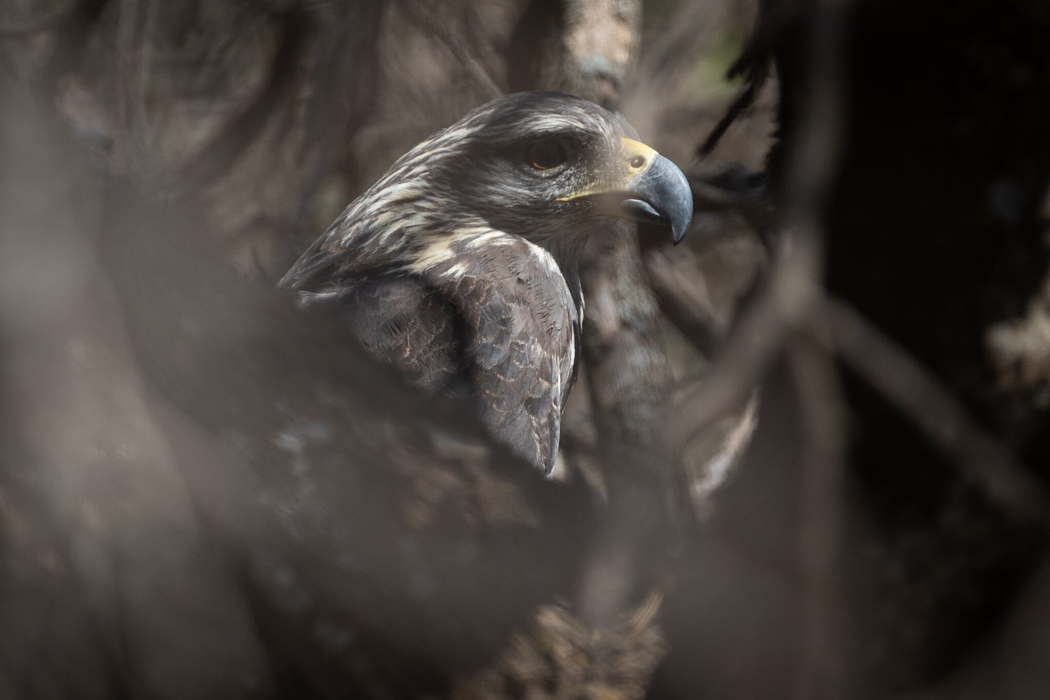 Fotos y video: así fue la emotiva liberación del águila rescatada al borde de la muerte hace un año. Foto: Gentileza Dirección de Recursos Naturales Renovables de Mendoza.