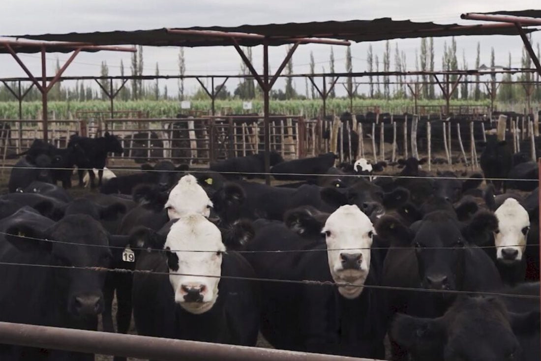 La finca Santa Teresa, que pertenece a la familia Millán, tiene 250 hectáreas y una capacidad para 1000 animales