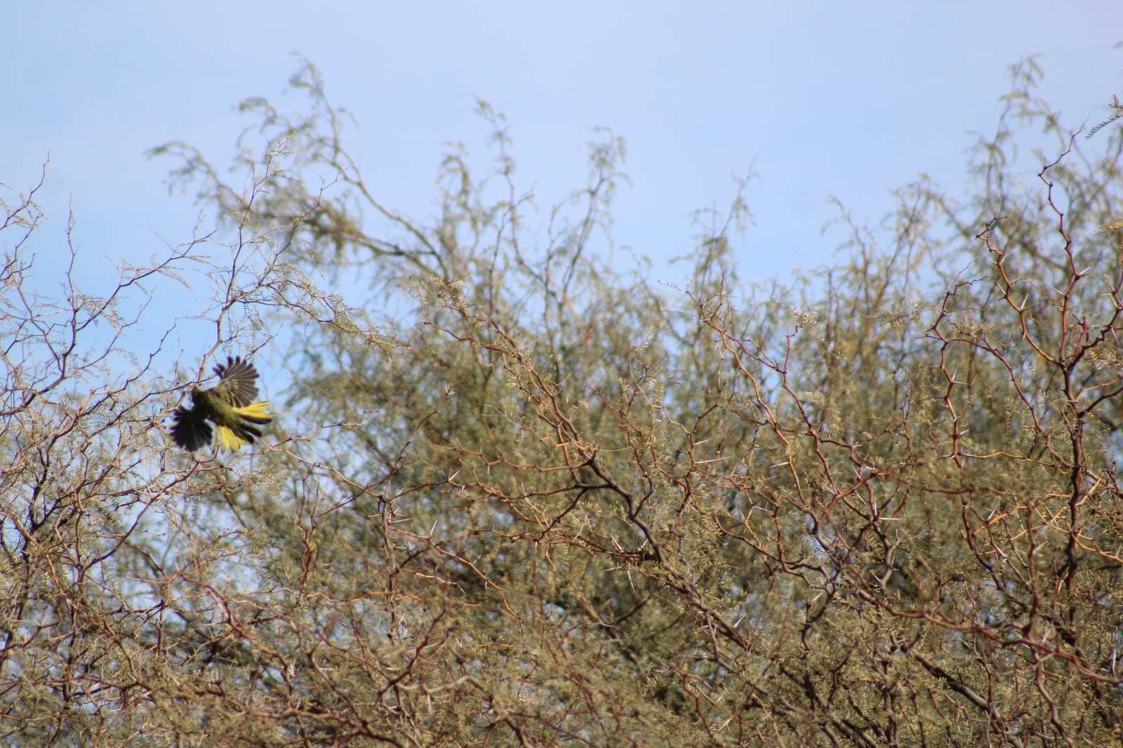 Rescataron, rehabilitaron y liberaron en su hábitat a 20 cardenales amarillos: preocupa el tráfico ilegal. Foto: Gentileza Guardaparque Martín García, Departamento de Fauna Silvestre.