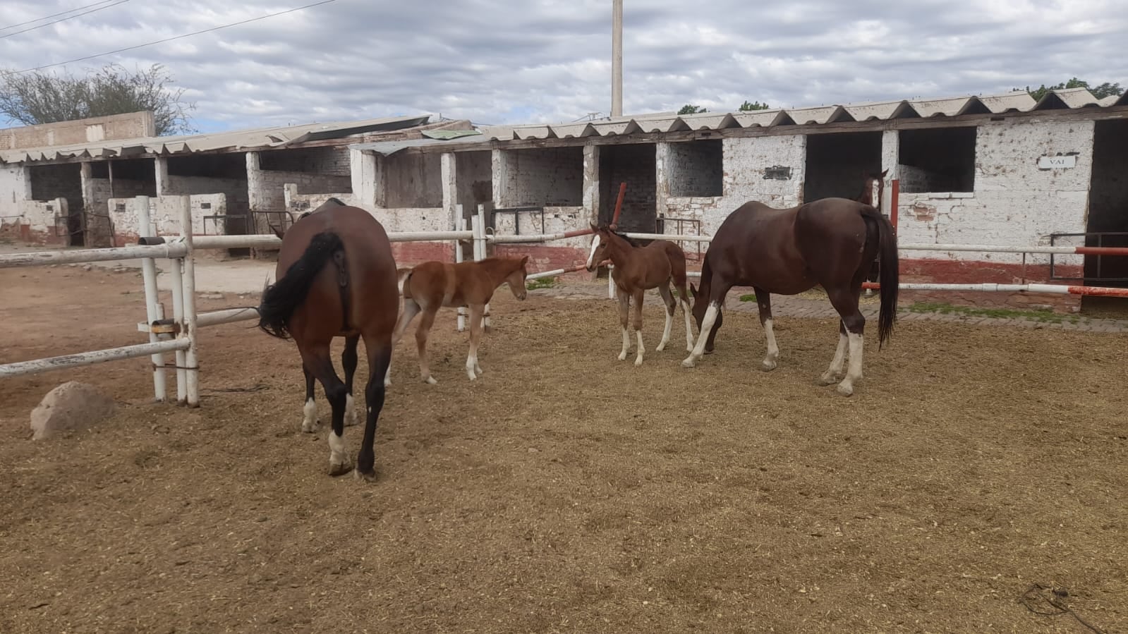 Fotos y videos emotivos: Nacieron 5 potrillos en la Policía de Mendoza y es el número más alto en años. Foto: Gentileza