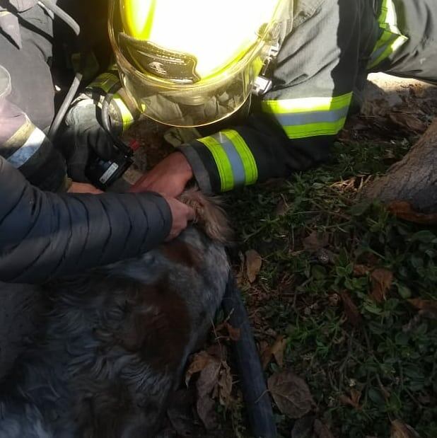 Un grupo de Bomberos de Godoy Cruz extinguió un incendio y rescató a dos gatos y un perro que habían quedado atrapados entre las llamas. Los reanimaron con oxígeno y los derivaron a una veterinaria.