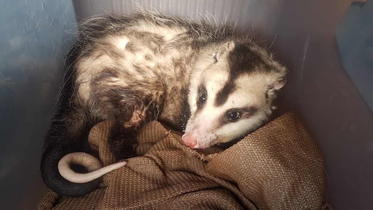 En 2020, Melisa Morales, veterinaria del Conicet, rehabilitó durante 50 días a la zarigüeya encontrada por una vecina, y la liberaron. / Foto gentileza 