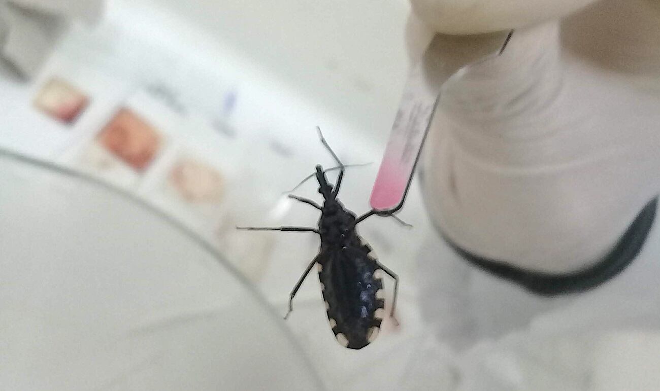 El Chagas es una infección parasitaria (Trypanosoma cruzi), que transmite principalmente  la vinchuca. Es una enfermedad endémica en Mendoza. Foto: Quentin Vandemoortele