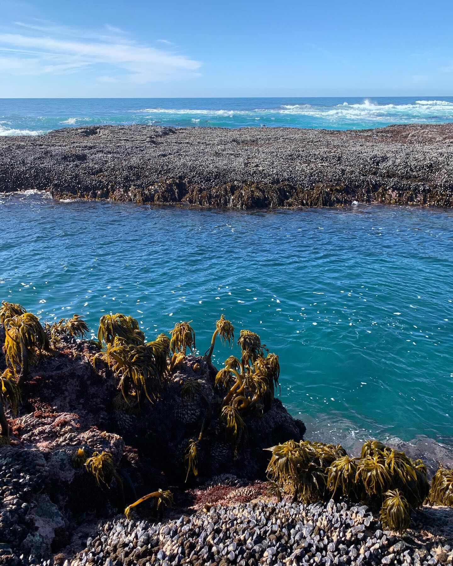 El lugar más “Mendocino” de California: un paraíso colonial oculto de bosques, naturaleza, ríos y mar azul. Foto: Facebook Love the Mendocino Coast