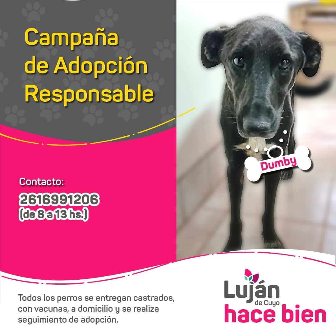 La original campaña en redes con que Luján busca dar en adopción a 17 perritos rescatados de situaciones traumáticas. Foto: facebook Municipalidad Luján de Cuyo