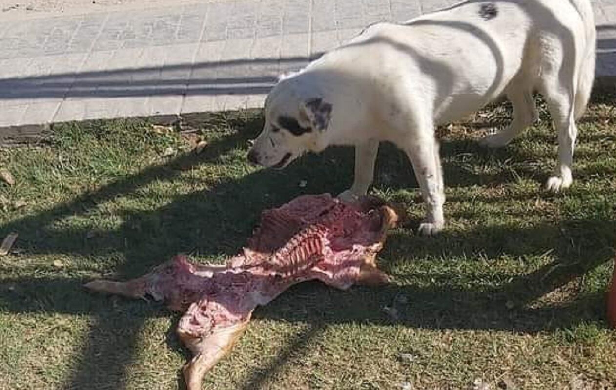 La perra junto al lechón robado