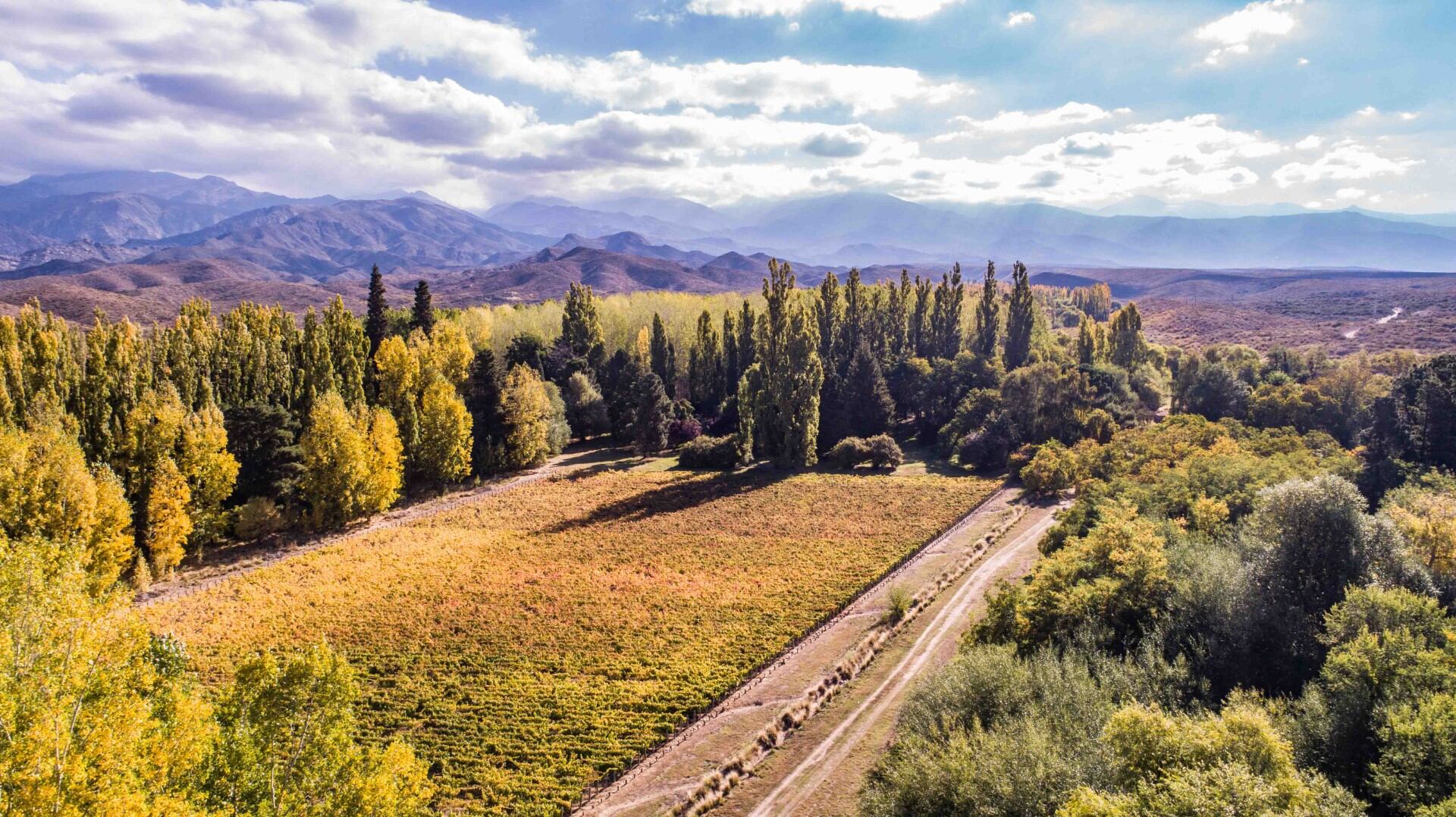 Viñedo Las Secuoyas 1600 msnm IG San Pablo.