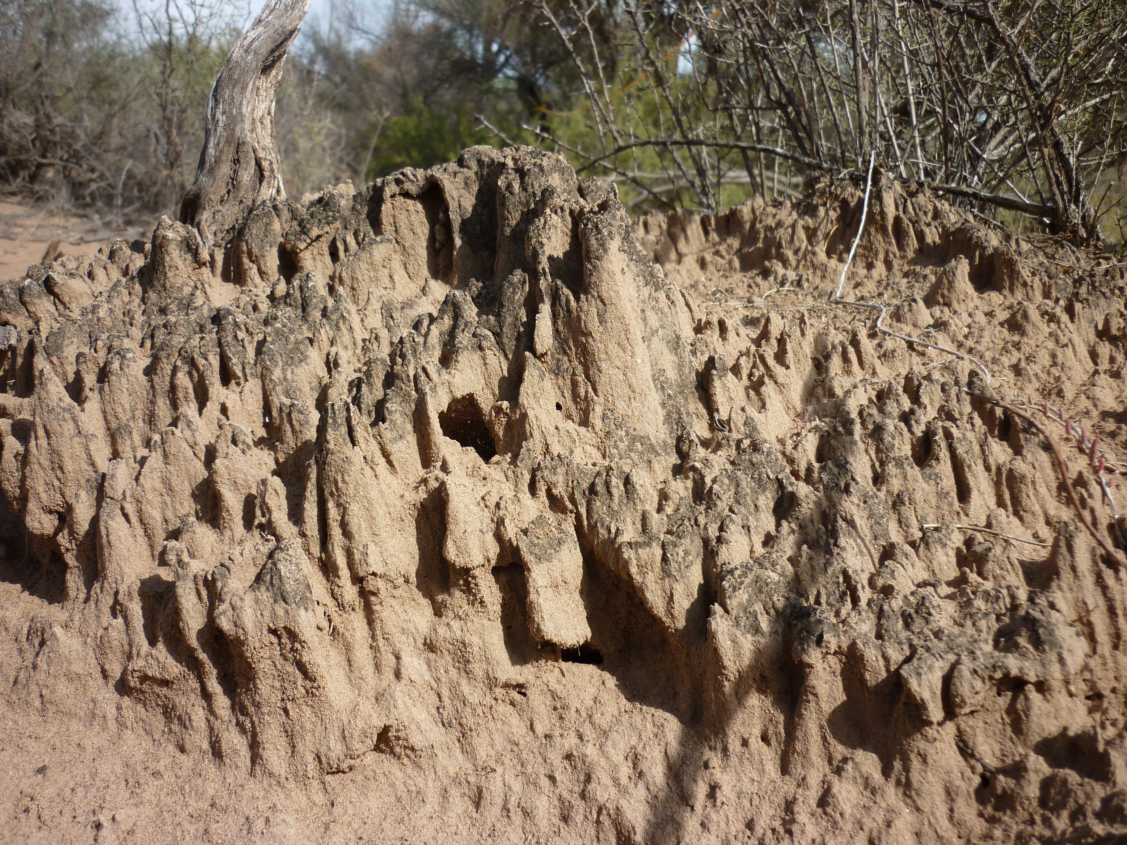 Costras Telteca entre los arboles en Lavalle