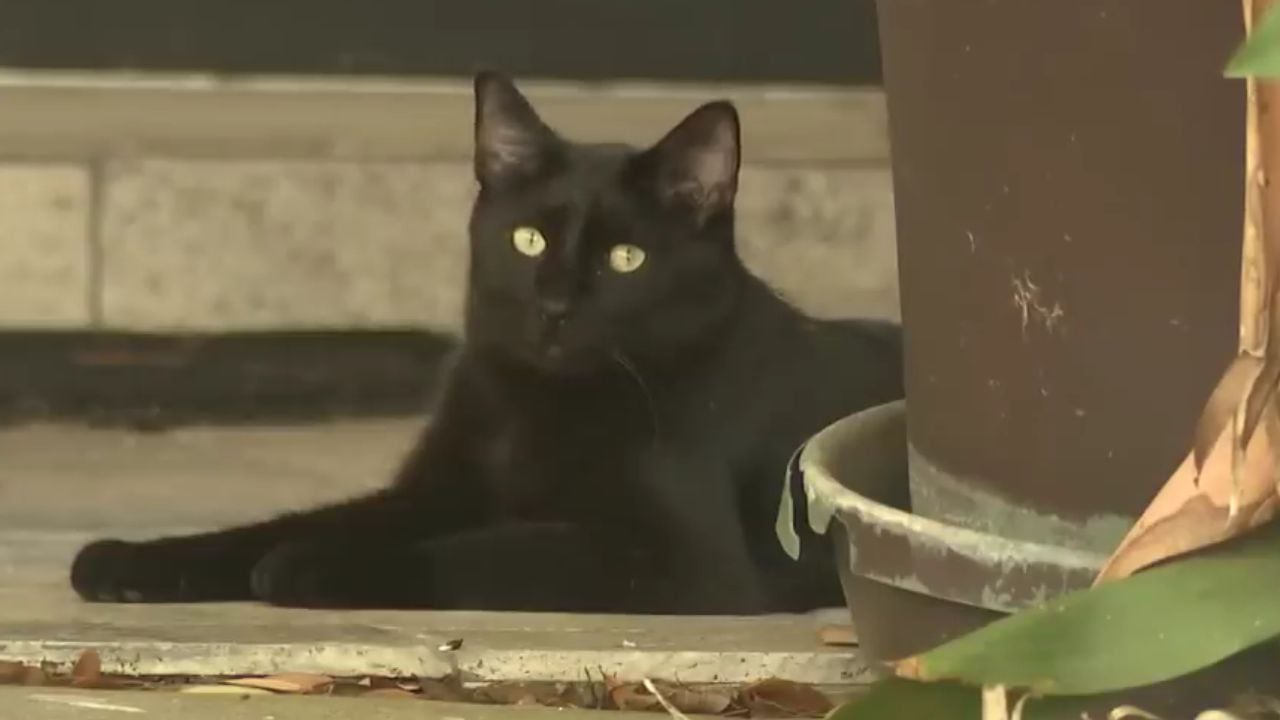 La particular obsesión que tiene un gato que vuelve loco a su vecindario