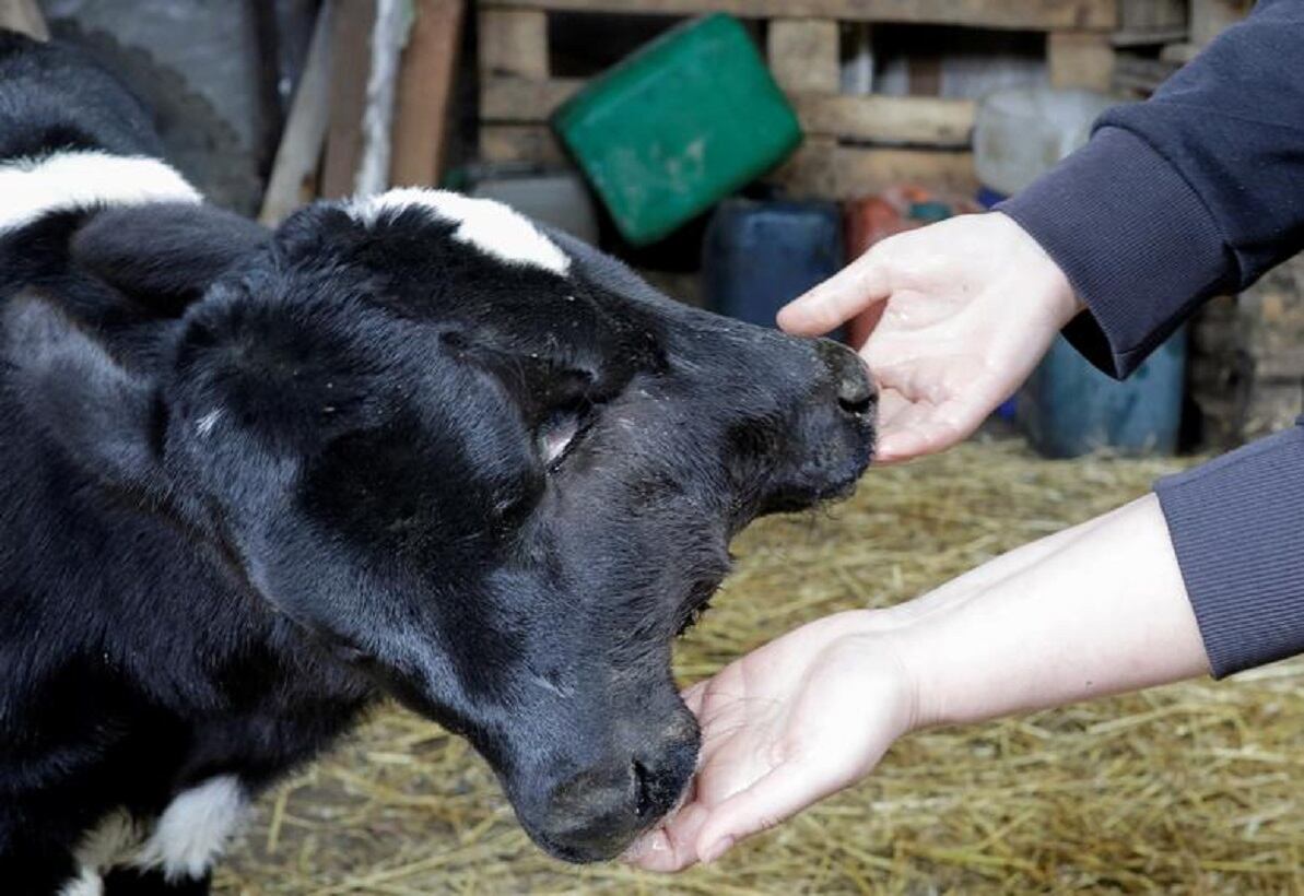 Los animales que nacen con dos cabezas tienen corta esperanza de vida - 