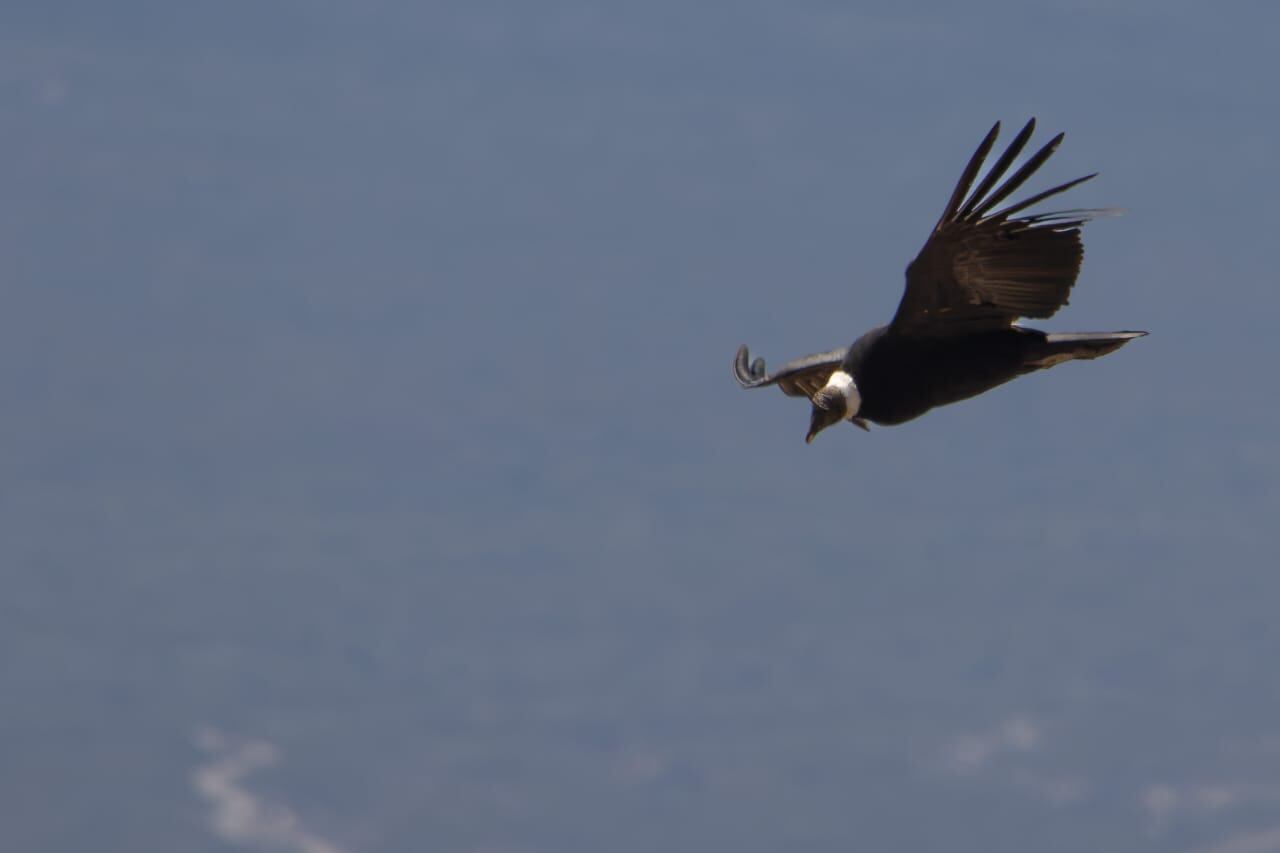 La primavera es la estación del año donde la especie utiliza con mayor preferencia las áreas naturales protegidas. Foto: Gentileza