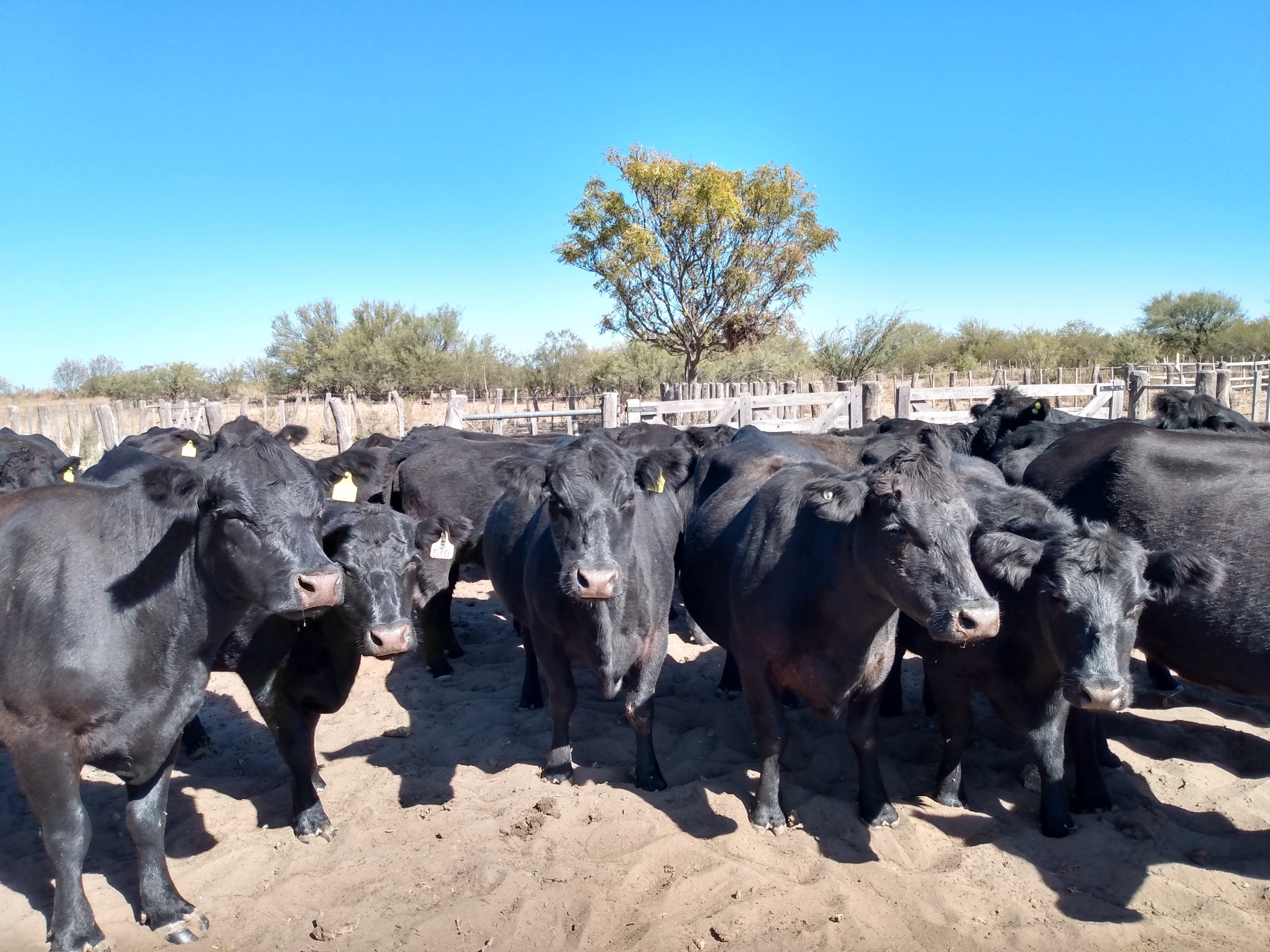 Es importante considerar herramientas como el manejo de carga y el destete precoz que pueden ayudar a la ganadería. Imagen: gentileza INTA Rama Caída