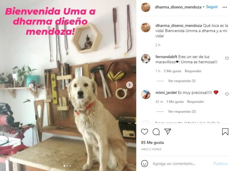 Uma es la perrita a la que le dieron fernet. Ahora disfruta de un presente distinto con su nueva familia.