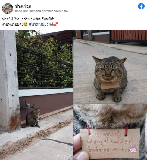 La anécdota de este felino consiguió hacerse viral con más de 1.000 “me gusta” en Facebook.