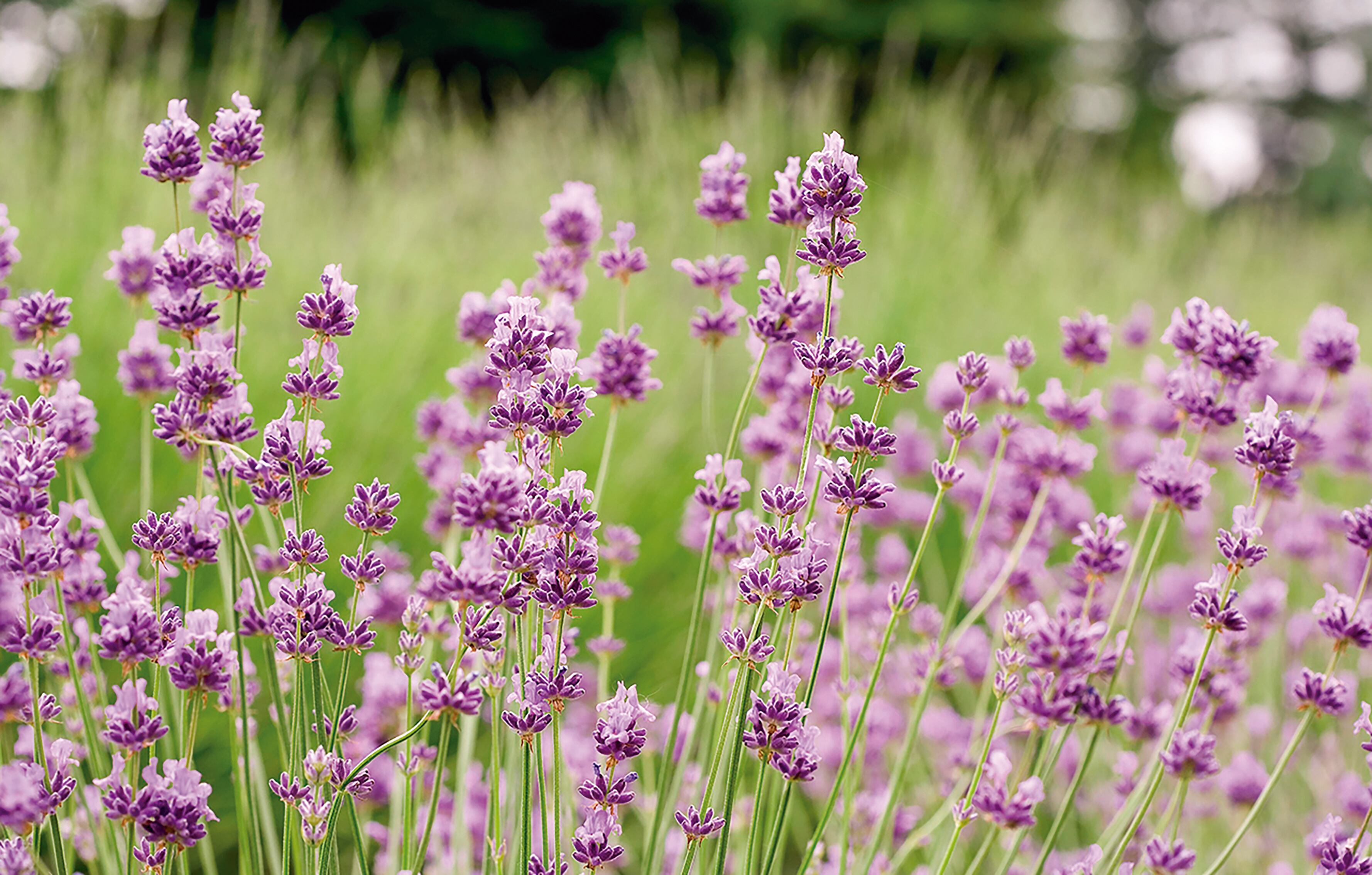 Si tu problema son los alacranes, tené en cuenta que un alacrán jamás se acercará a menos de 1,5 metros de una planta de lavanda, ya que lo repele el olor de sus aceites esenciales. 