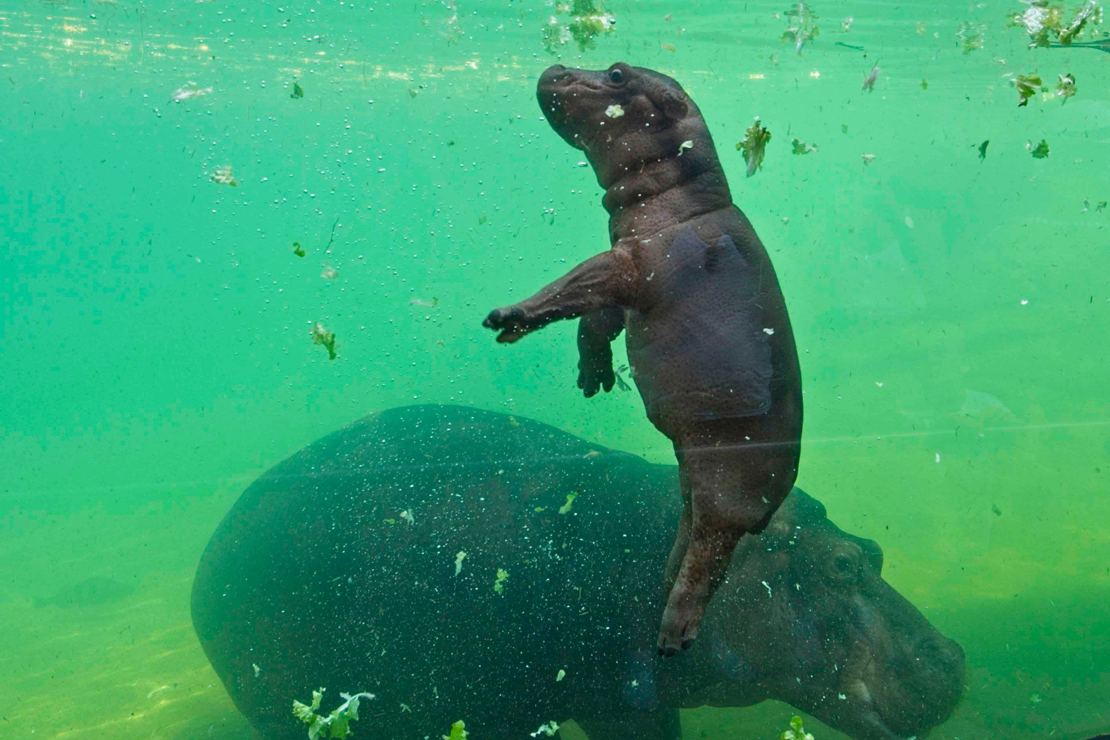 Una joven hipopótamo nacida el 7 de junio llamada Gloria nada con su madre dentro de su recinto el 23 de junio de 2020 en el Zooparc de Beauval en Saint-Aignan, en el centro de Francia. / AFP / GUILLAUME SOUVANT