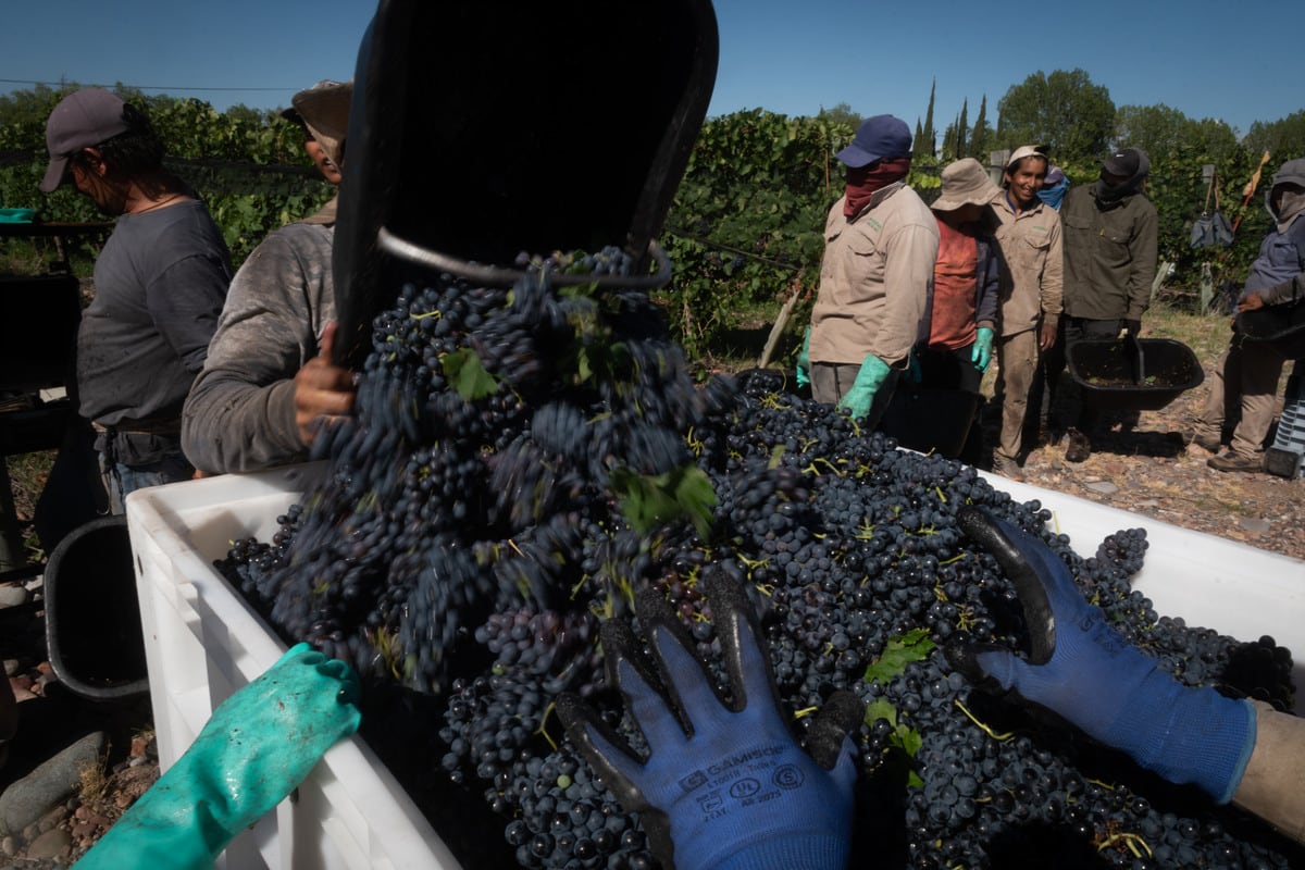 Vendimia 2022
Cosecha varietal Syrah en Finca del Inca, Barrancas, Maipú

Foto: Ignacio Blanco / Los Andes