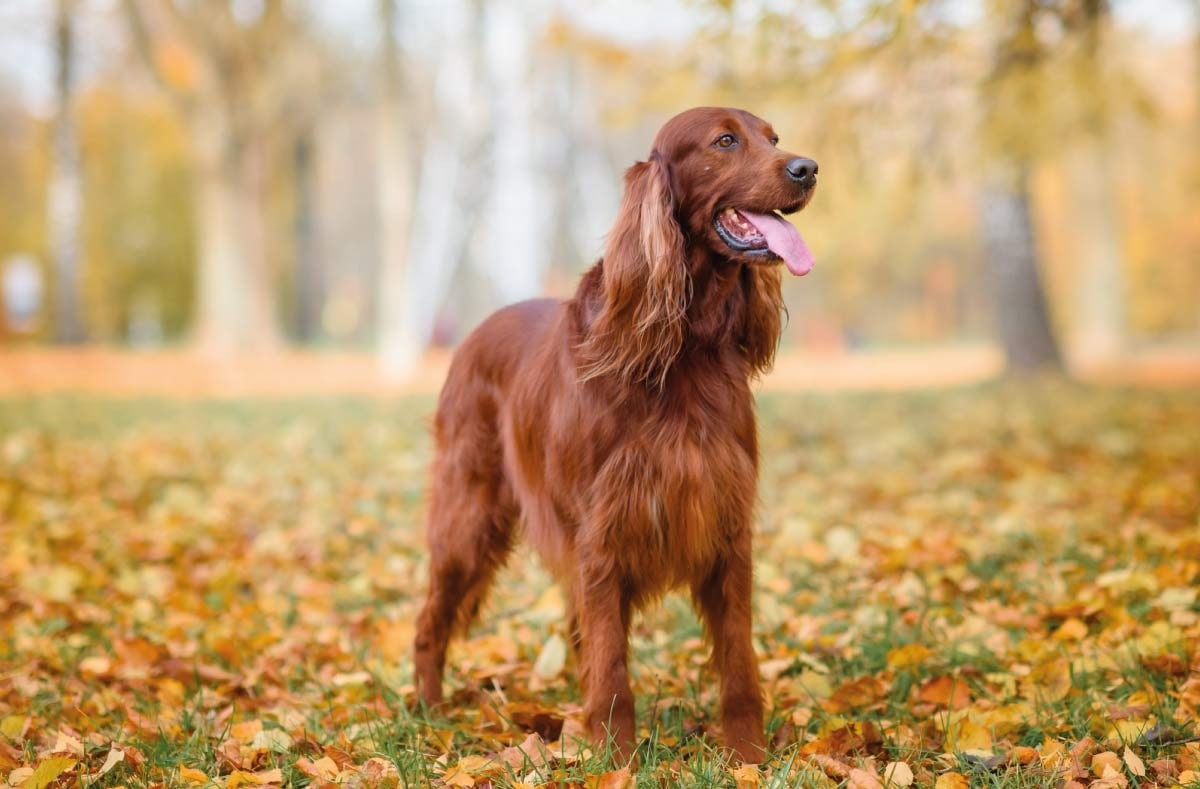 Las razas de perros que se dejaron de elegir con el tiempo