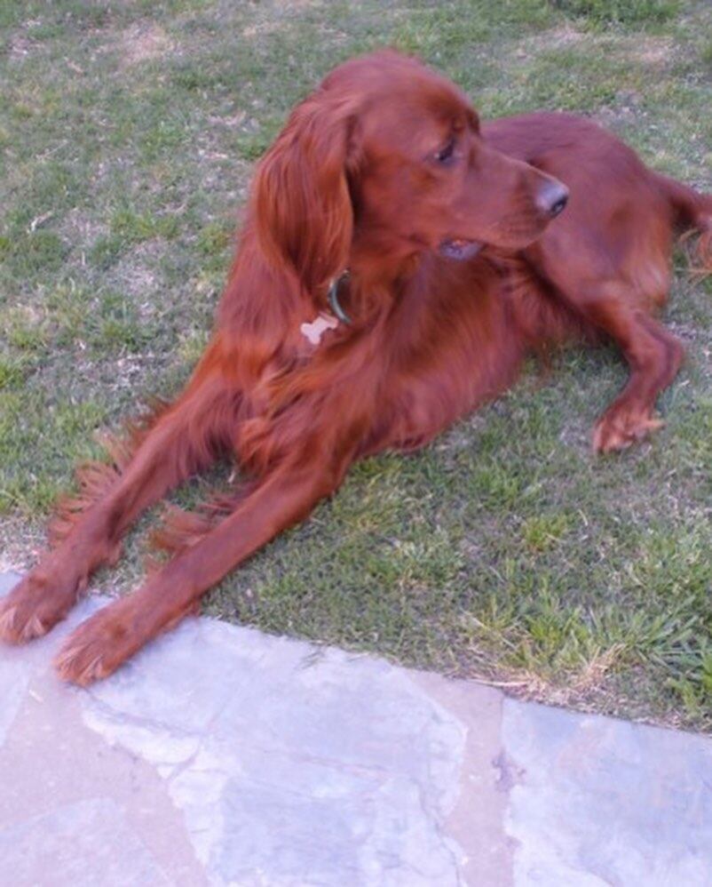 Ángel de Brito atraviesa un duro momento tras la pérdida de su perro Chester