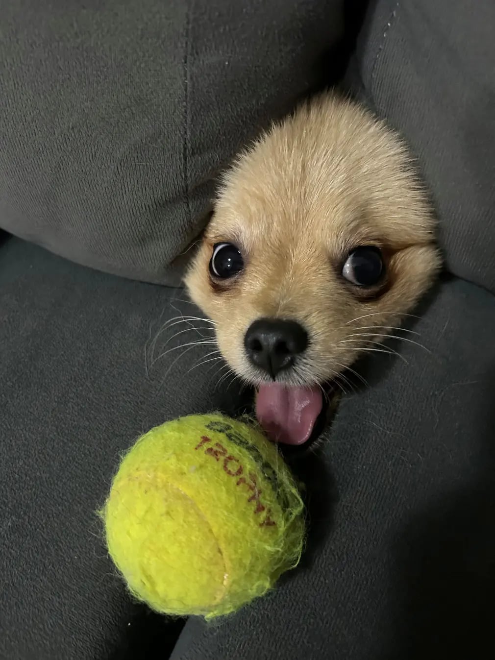 Por sus travesuras, uno de los elegidos entre todas las mascotas. Foto: Monyque Macedo Dos Santo / Comedy Pets