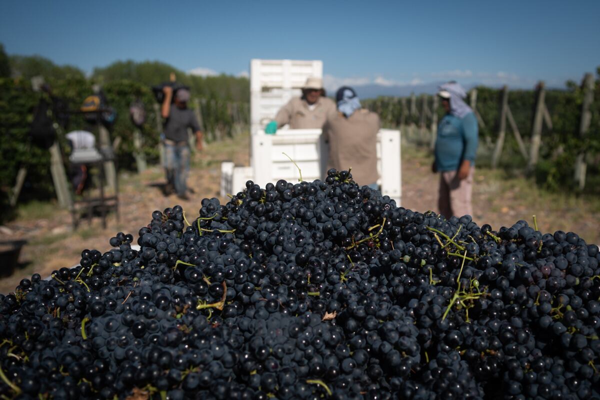 Vendimia 2022
Cosecha varietal Syrah en Finca del Inca, Barrancas, Maipú

Foto: Ignacio Blanco / Los Andes