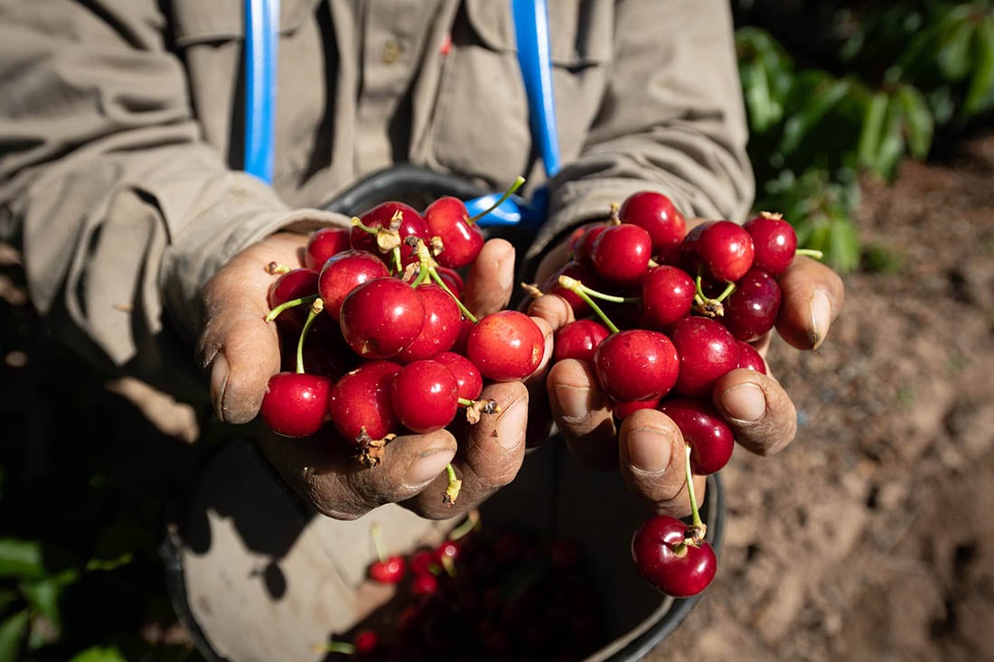 Cosecha de cerezas en una finca de Perdriel, Lujan de Cuyo. Foto: Ignacio Blanco / Los Andes (ilustrativa)
