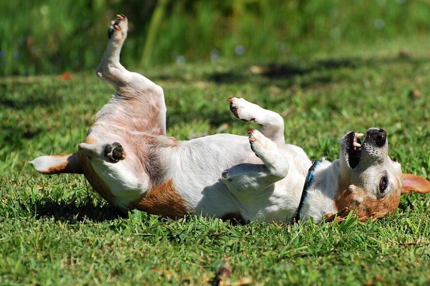 Cómo actuar ante convulsiones en perros.