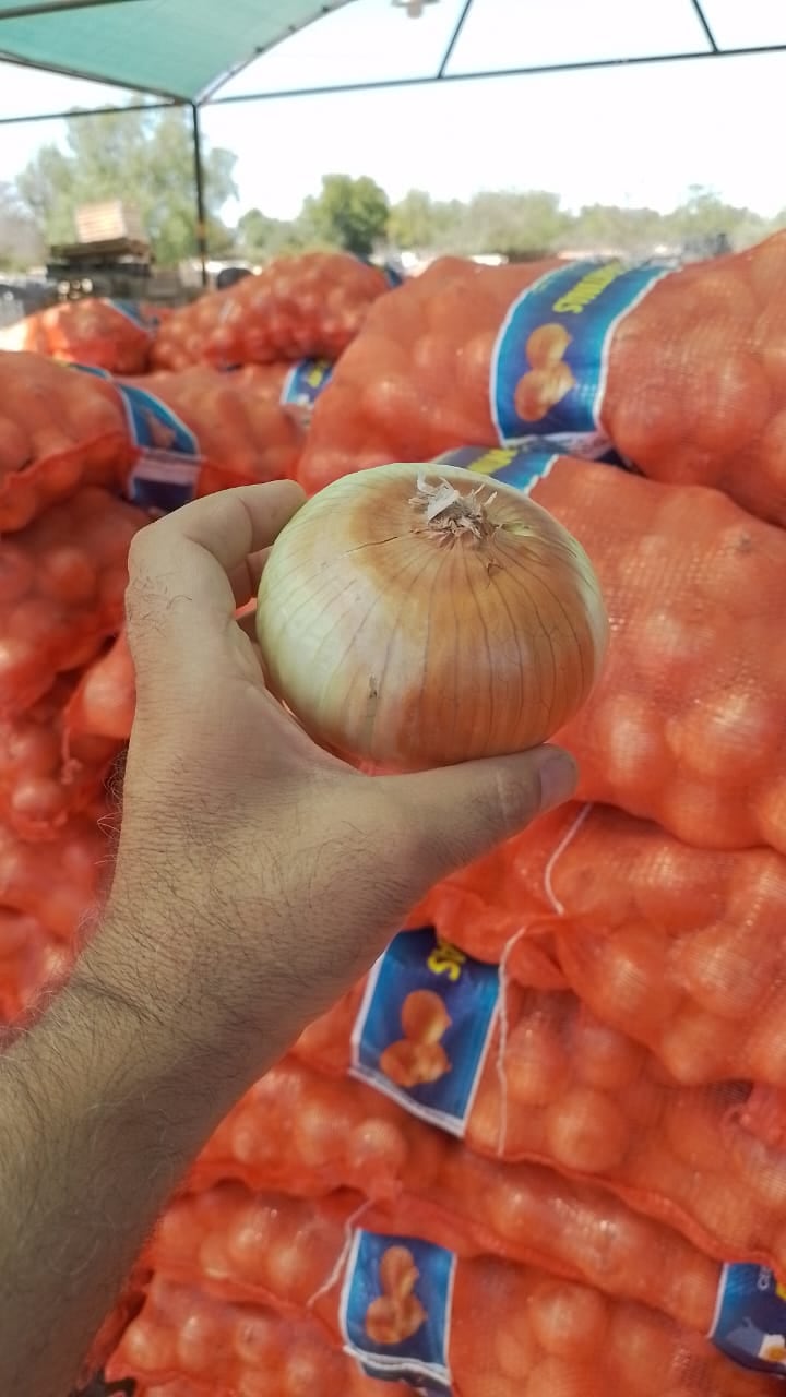 Cultivo de cebolla dulce en Mendoza. Fotos: Gentileza Agrícola Markalén