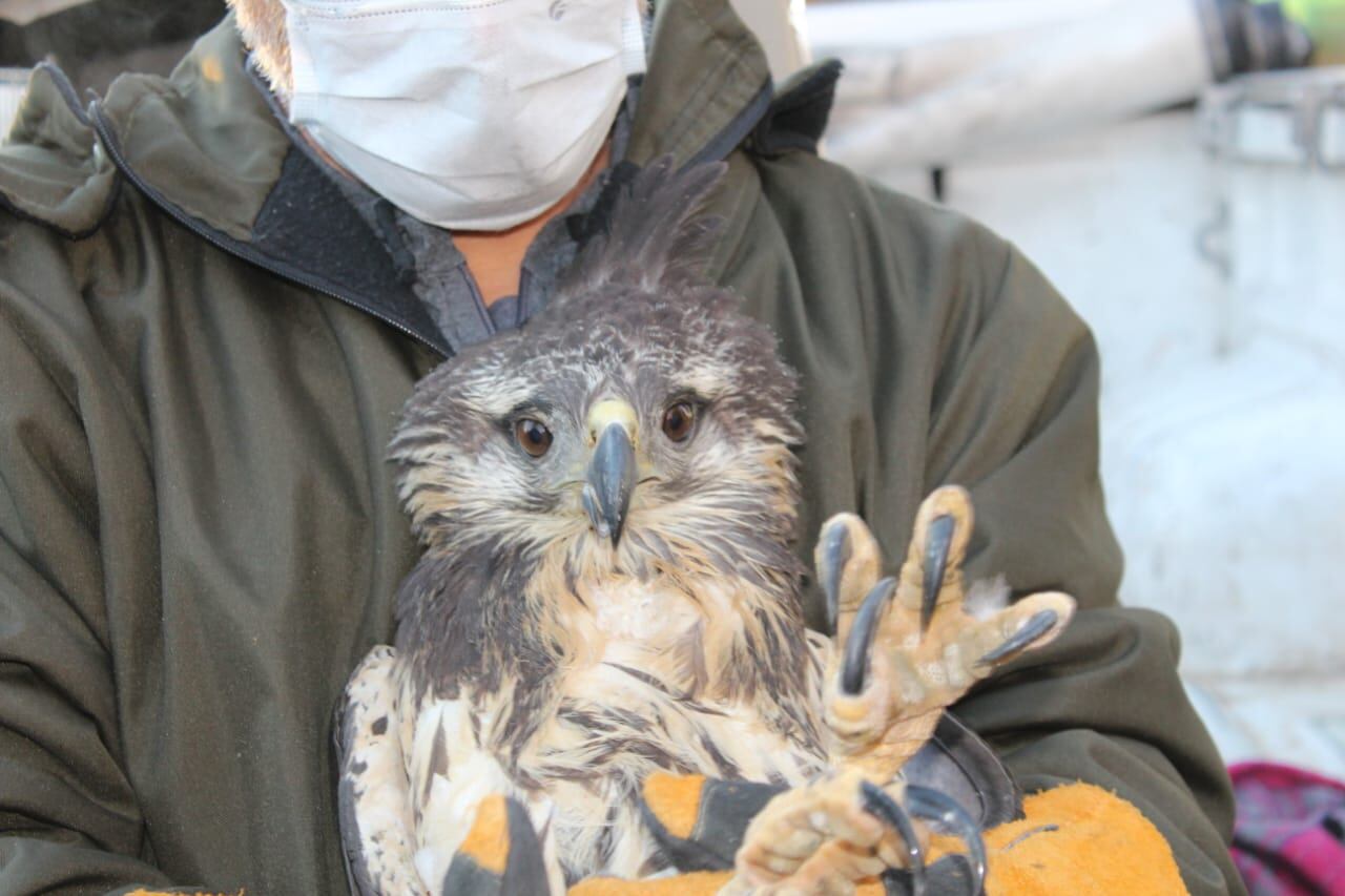 El 5 de mayo, Segundo Roberto Araya y su hijo encontraron al ejemplar del águila coronada en la ruta. Y sin saber cuál era su especie, la rescataron "para que no la pise un camión". Foto: Gentileza.