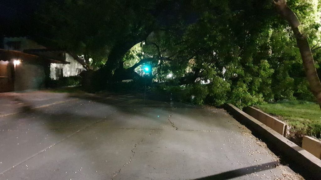 Zonda en mendoza. Árbol caído en calle Beltran y Chacabuco de Godoy Cruz