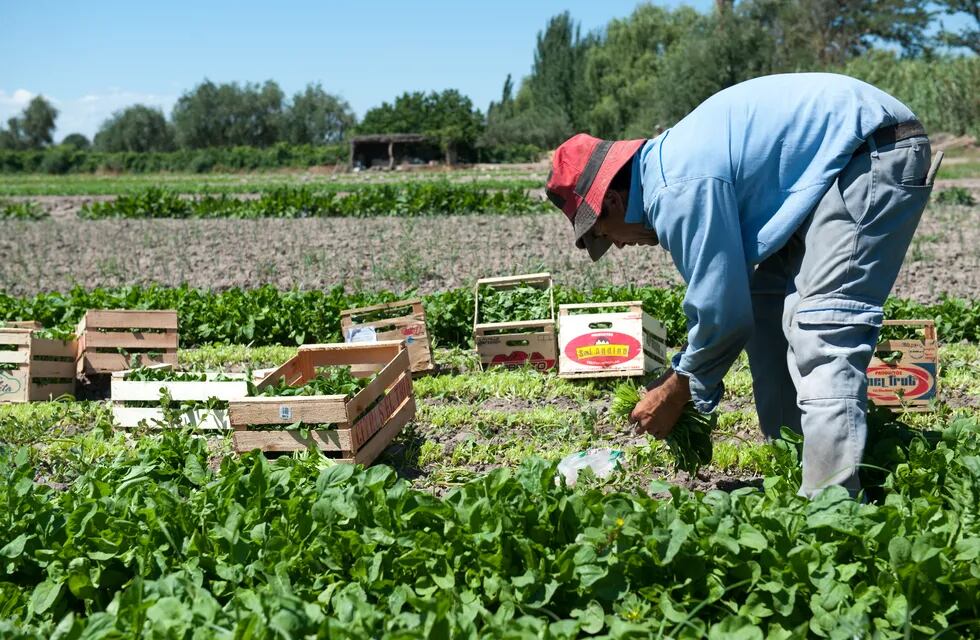 Los trabajadores agrícolas tendrán nuevas remuneraciones mínimas entre 2021 y 2022. - Archivo