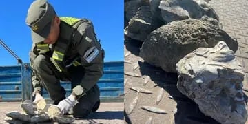 Fósiles de ostras de 12 millones de años incautados