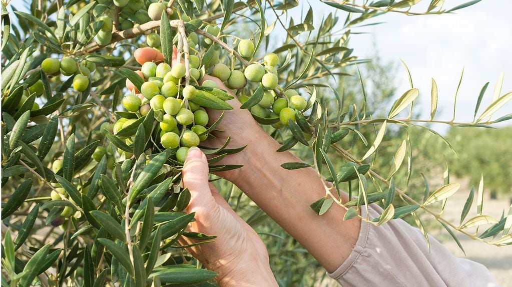 Las inclemencias climáticas bajaron el rendimiento de los olivos esta temporada. 
