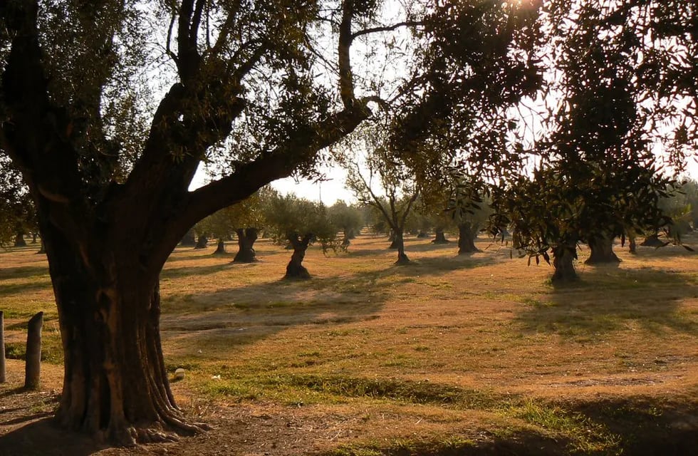 El sector olivícola es el que más hectáreas cultivadas sumó, con un total de 1.027, a desarrollarse en los departamentos de Las Heras, Lavalle y San Rafael.