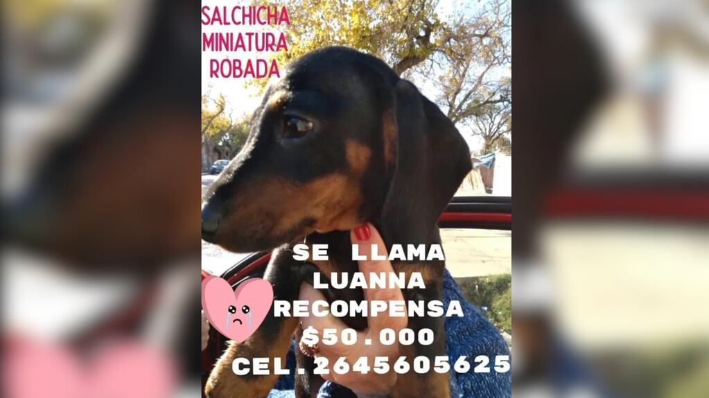 Dos abuelitos sanjuaninos buscan desesperadamente a su gran compañera: una perrita salchicha.