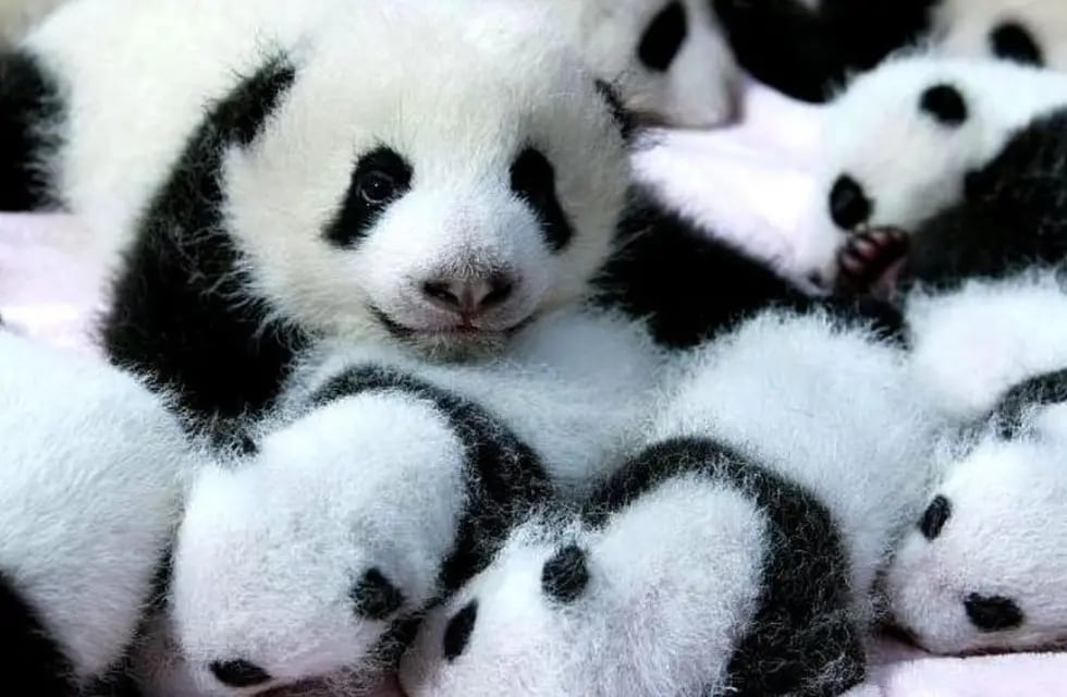 Cómo hizo China para salvar a los osos panda gigantes de la