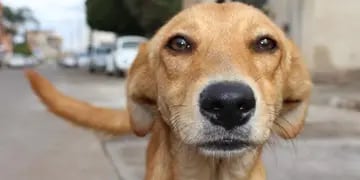 Los dueños del can compartieron el video que rápidamente se convirtió en viral.